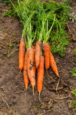 zeminde organik havuç