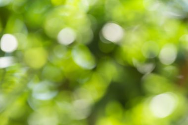 Yeşil doğa arkaplanı