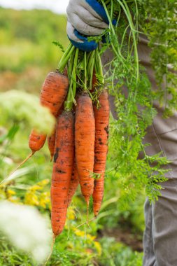 Havuç ile el