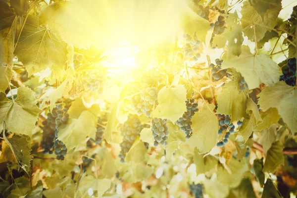 Vineyard with Ripe grapes — Stock Photo, Image