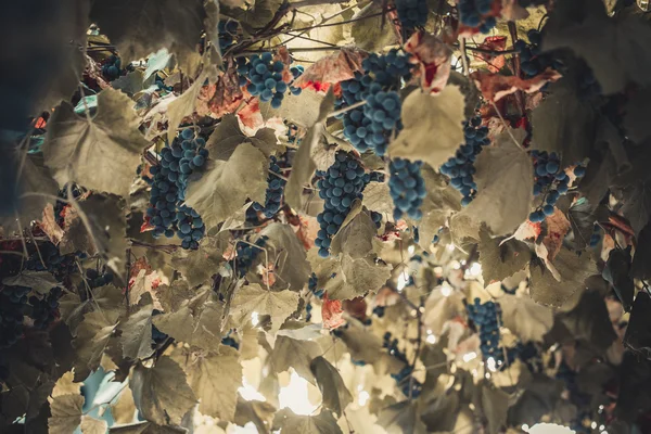 Manojos de uvas de vino tinto — Foto de Stock