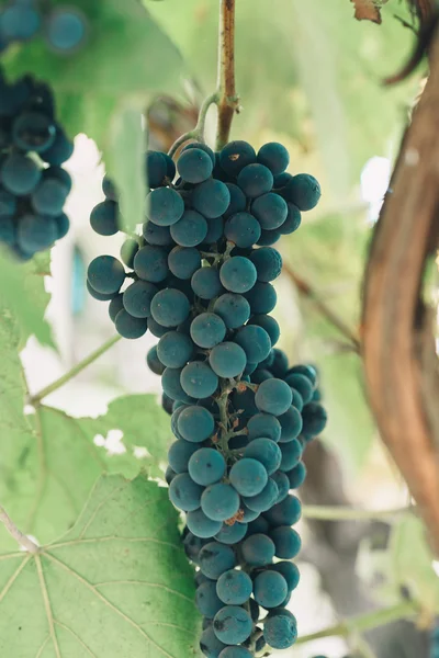 Bir sürü kırmızı şarap üzümü. — Stok fotoğraf