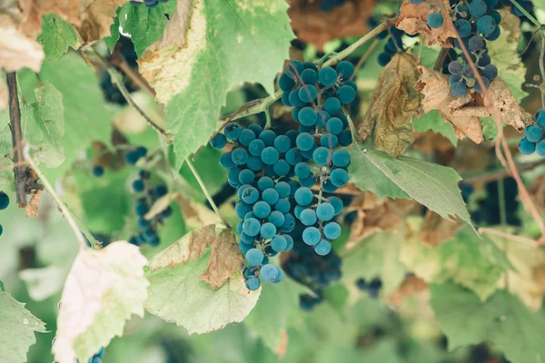 Bunches of red wine grapes — Stock Photo, Image