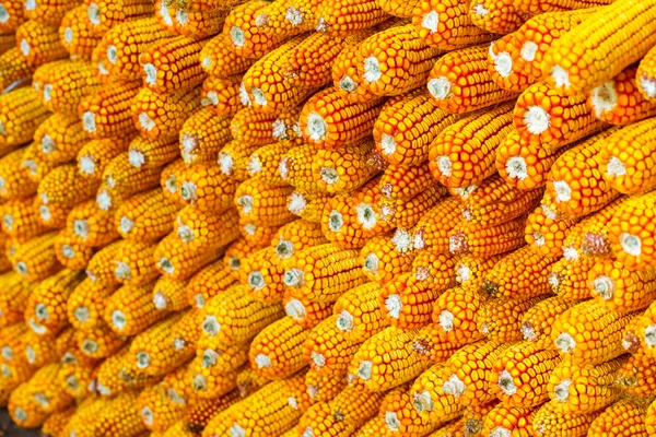 Grãos de milho maduro — Fotografia de Stock
