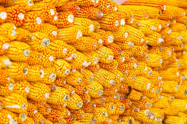 Grains of ripe corn — Stock Photo, Image