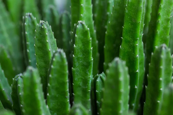 Especie de cactus verde — Foto de Stock