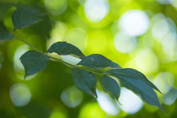 Folhas verdes naturais — Fotografia de Stock