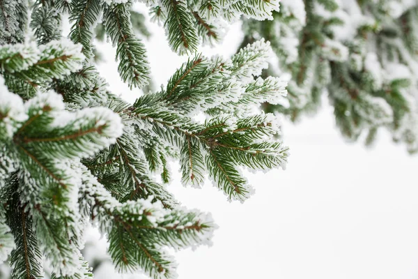 Ветви ели на снегу — стоковое фото