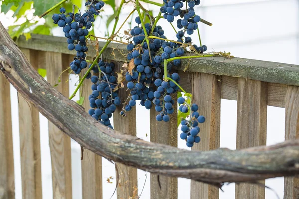 Bunches of red wine grapes — Stock Photo, Image