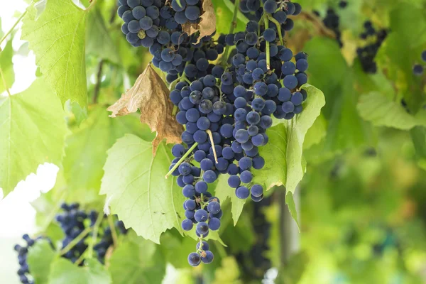 Пучки винограду червоного вина — стокове фото