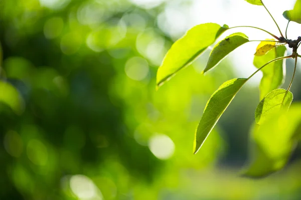 Folhas verdes naturais — Fotografia de Stock