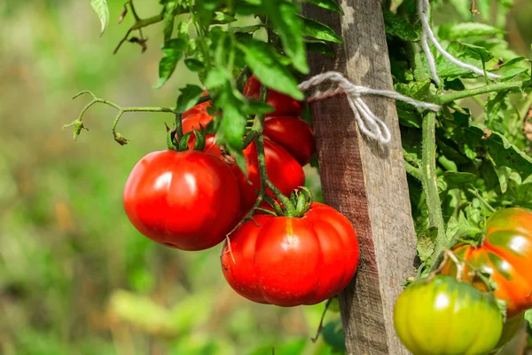 Ripe garden tomatoes — Stock Photo, Image