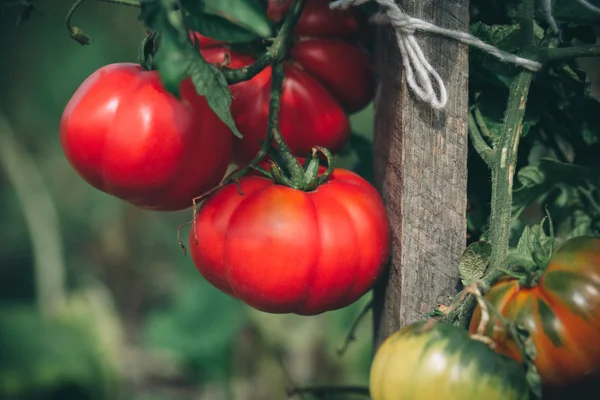 Ripe garden tomatoes — Stock Photo, Image