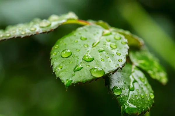 Wassertropfen auf Blättern — Stockfoto