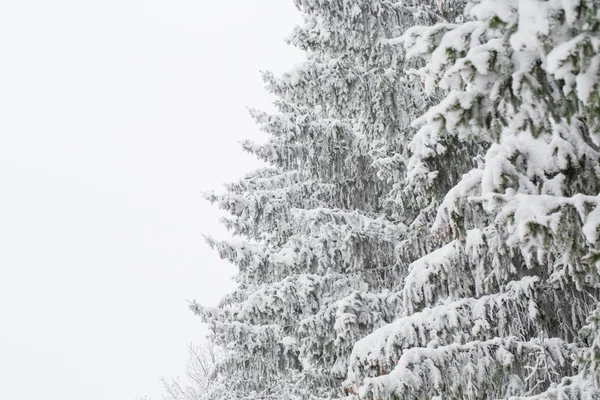 Fenyő ágai, a hóban — Stock Fotó