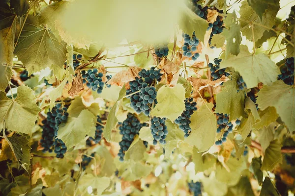 Bunches of red wine grapes — Stock Photo, Image