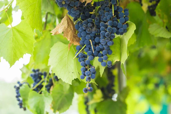 Hromádky hroznů červeného vína — Stock fotografie