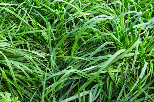 Green Grass texture — Stock Photo, Image