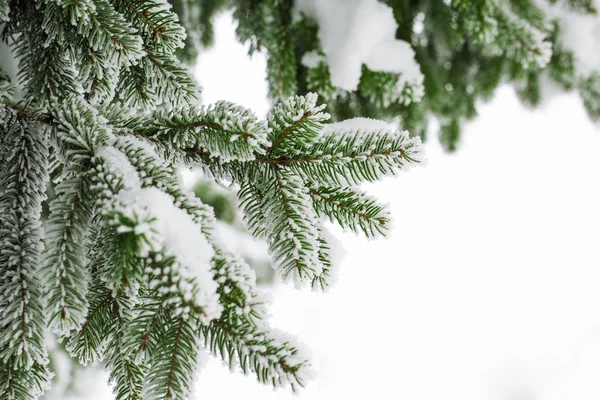 Ramos de abeto em neve — Fotografia de Stock