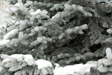 köknar ağacı dalları hoarfrost ile kaplı