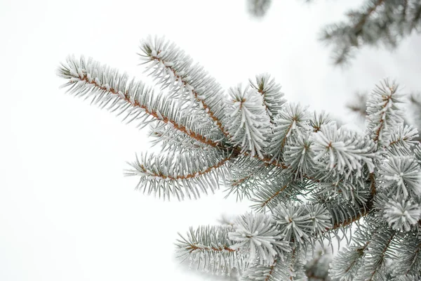 Fir tree branch covered with hoarfrost — Stock Photo, Image