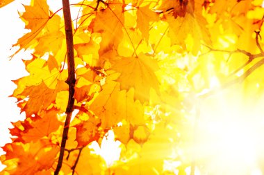 Sarı sonbahar yaprakları