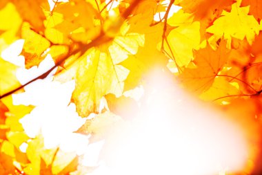 Sarı sonbahar yaprakları