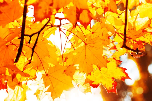 Gele herfstbladeren — Stockfoto