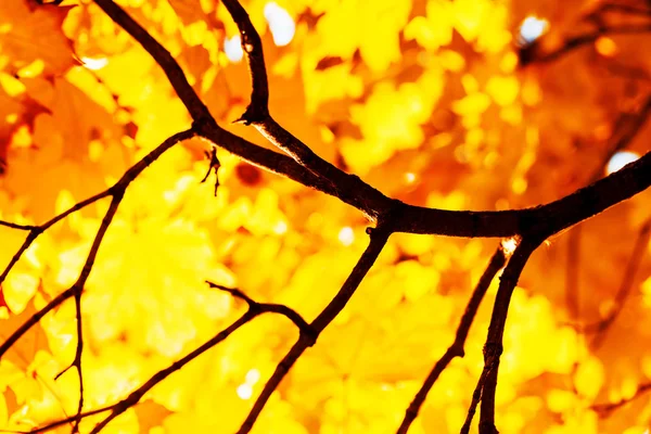 Folhas de outono amarelas — Fotografia de Stock