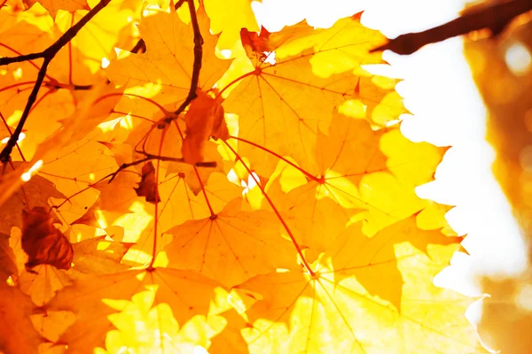 Gele herfstbladeren — Stockfoto