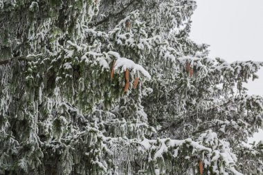 yeşil çam dalları