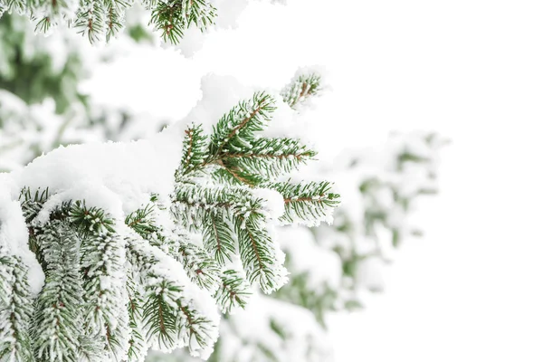 Зелений fir гілок — стокове фото