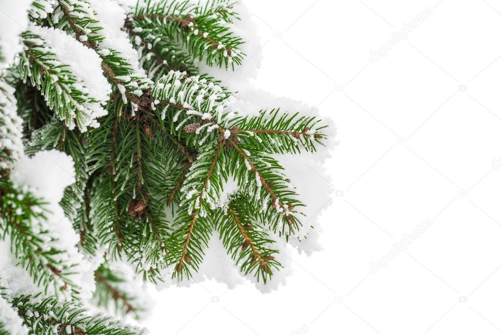 green Fir branches