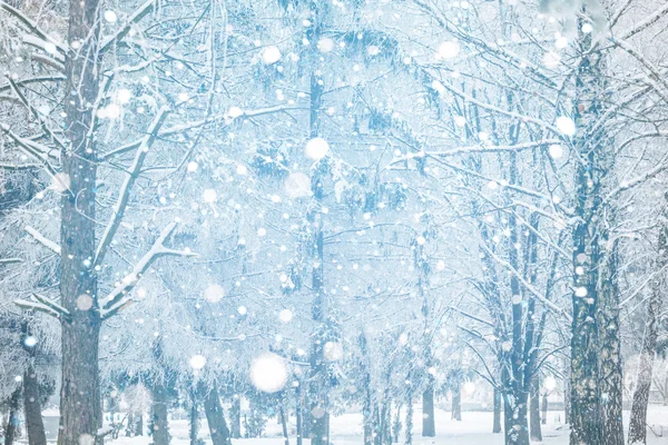 Snow covered trees — Stock Photo, Image