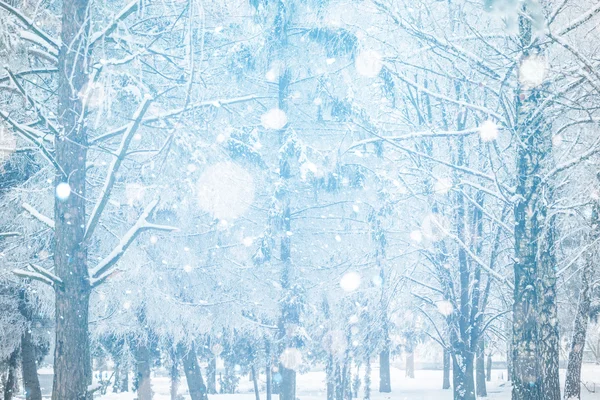 Árboles cubiertos de nieve — Foto de Stock