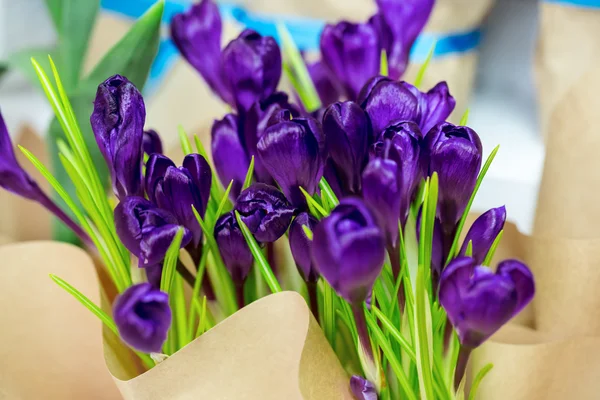Красивые фиолетовые крокусы — стоковое фото