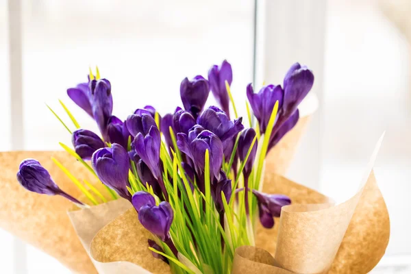Vackra lila krokusar — Stockfoto