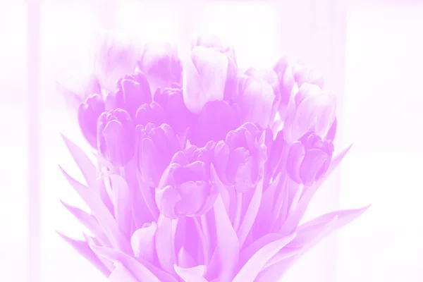 Schöne Tulpen für Grußkarten — Stockfoto