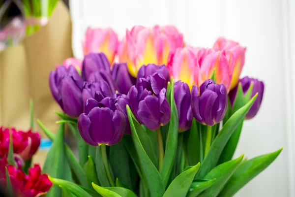 Szép rózsaszín és lila tulipán — Stock Fotó