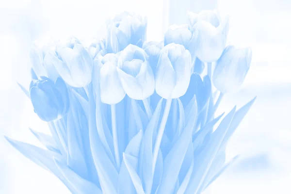 Vackra tulpaner för gratulationskort — Stockfoto