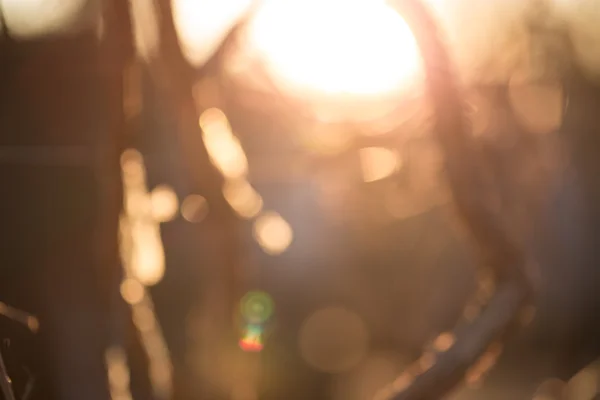 Goldwüste im Sonnenuntergang — Stockfoto