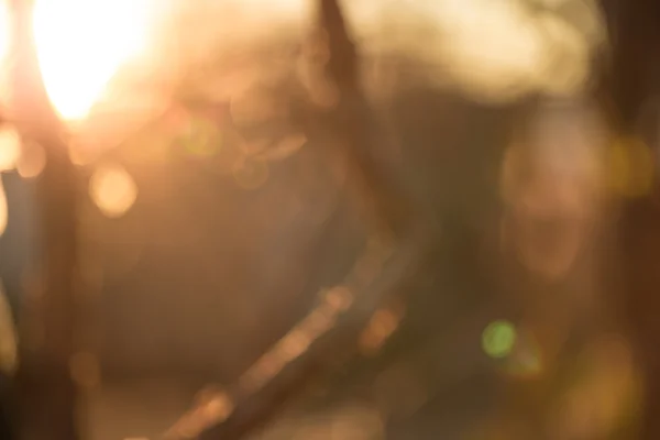 Goldwüste im Sonnenuntergang — Stockfoto