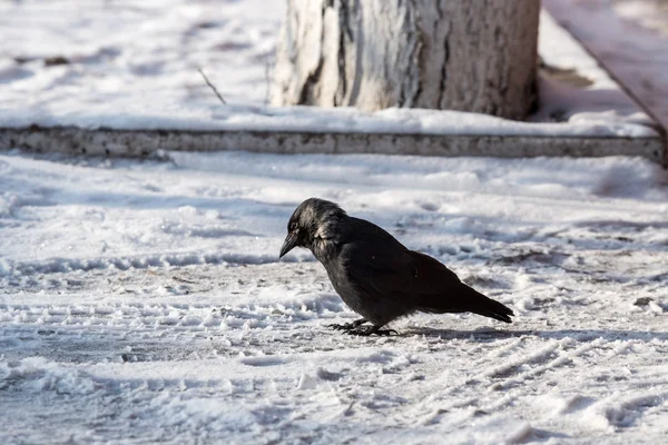 Cuervo común negro — Foto de Stock