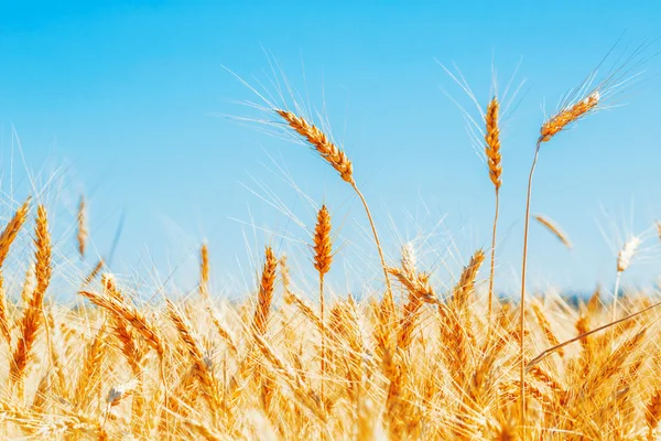 Campo de trigo duro — Fotografia de Stock