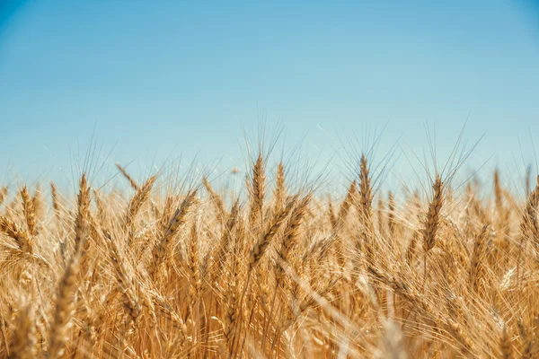 Campo de trigo dorado —  Fotos de Stock