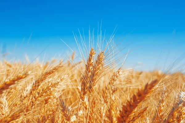 Gold wheat field — Stock Photo, Image