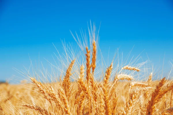 Campo di grano dorato — Foto Stock