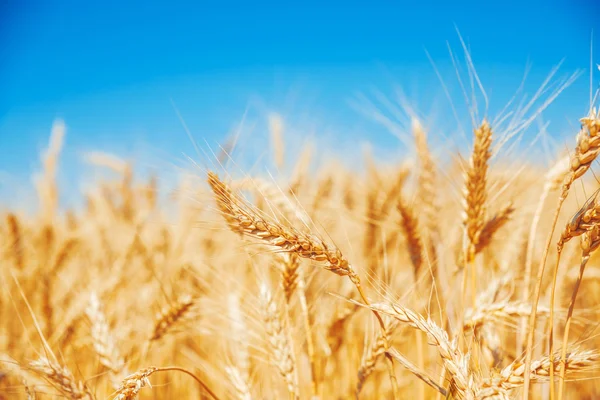 Gold wheat field — Stock Photo, Image