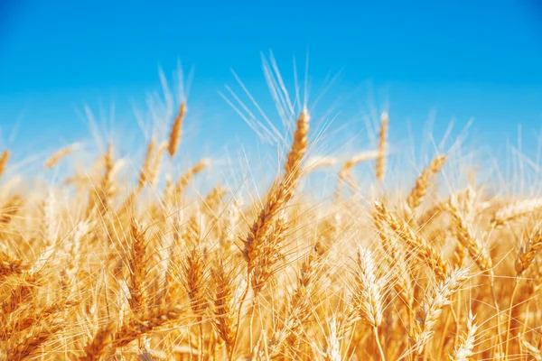 Gold wheat field — Stock Photo, Image