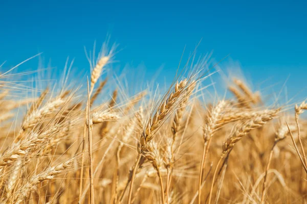 Altın buğday alanı — Stok fotoğraf